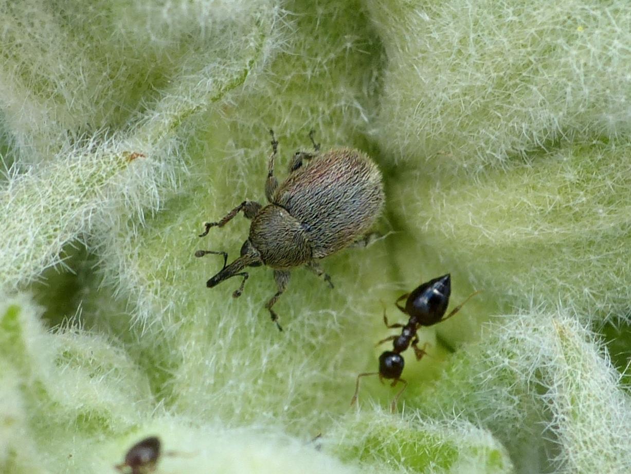 Piccolo Curculionidae su verbasco - Rhinusa sp.